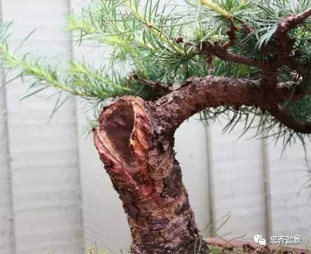 落叶松下山桩怎么制作盆景的方法
