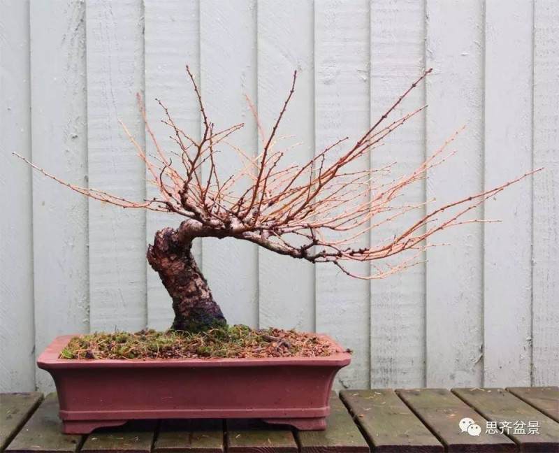 落叶松下山桩怎么制作盆景的方法