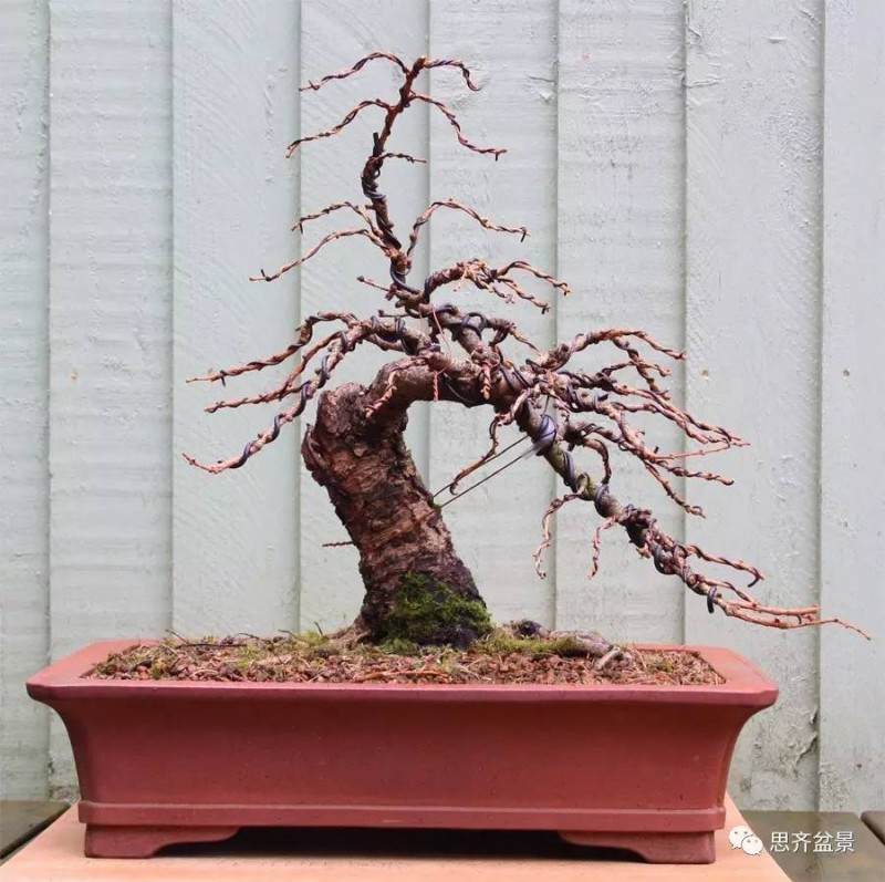 落叶松下山桩怎么制作盆景的方法