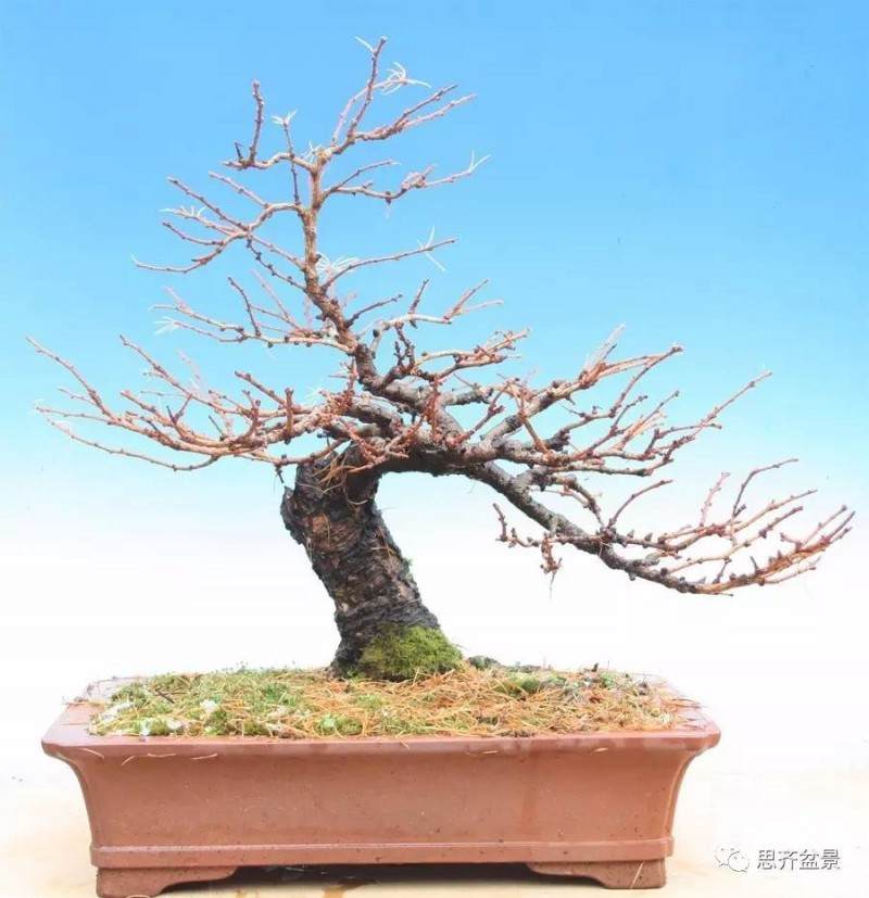 落叶松下山桩怎么制作盆景的方法