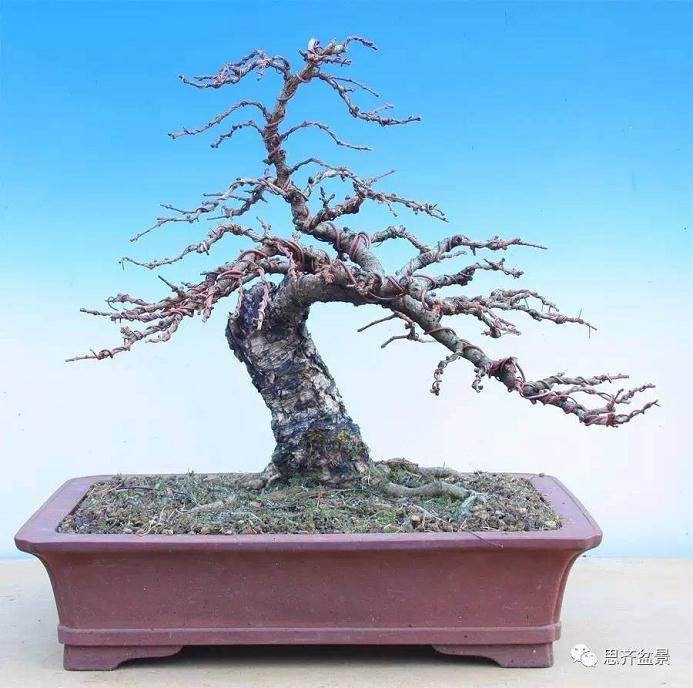 落叶松下山桩怎么制作盆景的方法