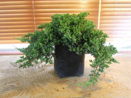 如何扦插柏树盆景小苗