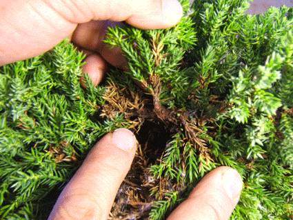 如何扦插柏树盆景小苗