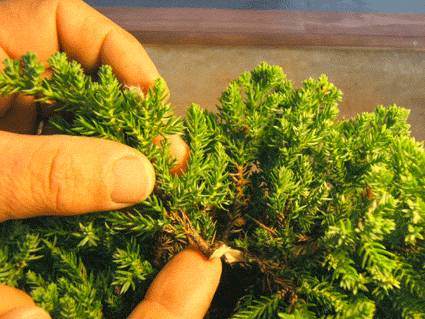 如何扦插柏树盆景小苗