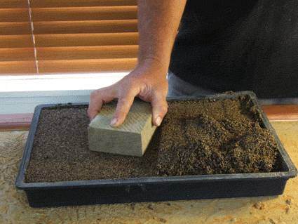 如何扦插柏树盆景小苗