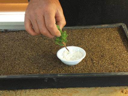 如何扦插柏树盆景小苗