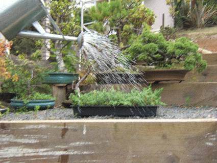 如何扦插柏树盆景小苗