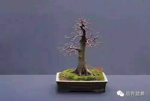 如何扦插柏树盆景小苗