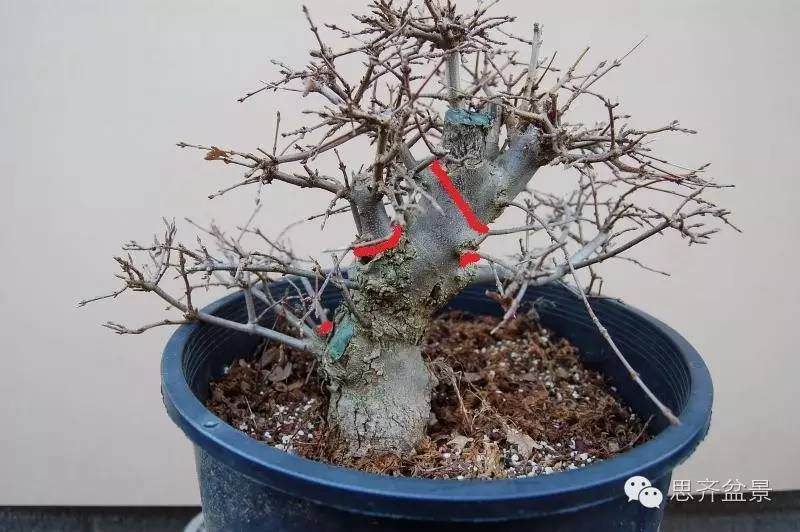 三角枫盆景如何完成蜕变走上展台