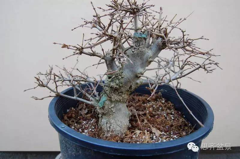 成长日记 | 看平常三角枫盆景如何完成蜕变走上展台