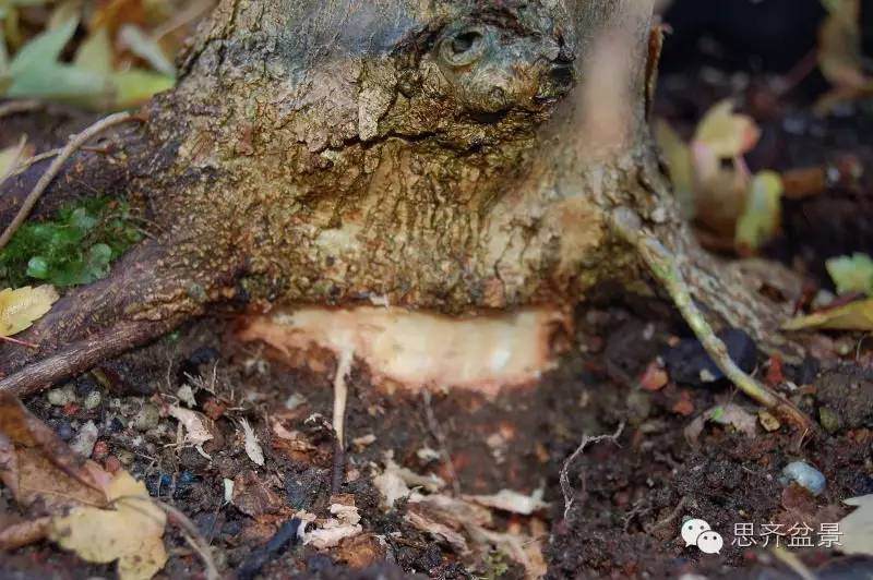 三角枫盆景如何完成蜕变走上展台