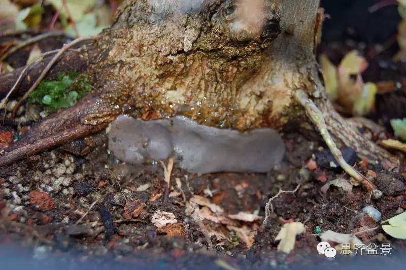 三角枫盆景如何完成蜕变走上展台