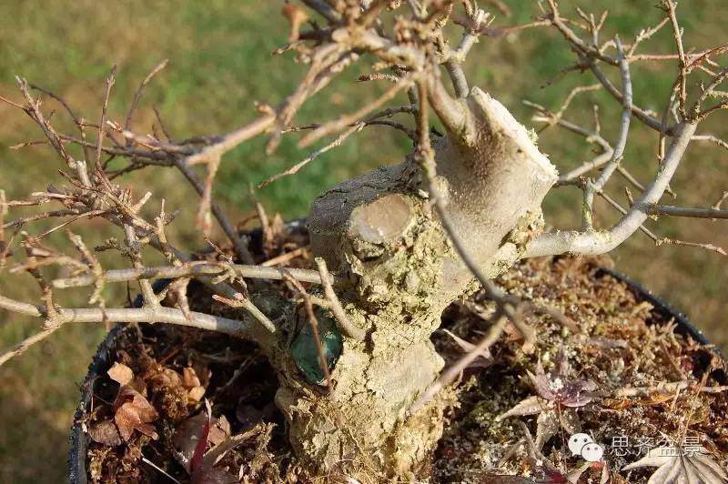 三角枫盆景如何完成蜕变走上展台