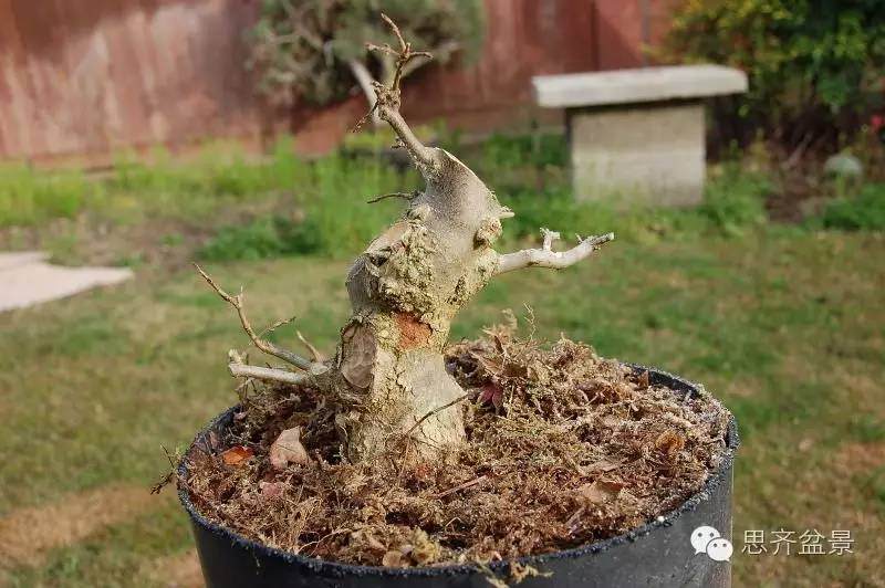 三角枫盆景如何完成蜕变走上展台