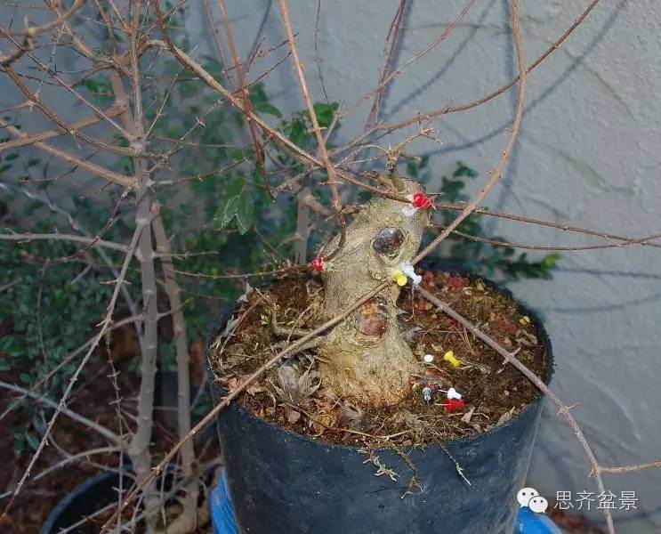 三角枫盆景如何完成蜕变走上展台