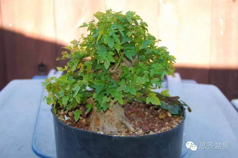 三角枫盆景如何完成蜕变走上展台