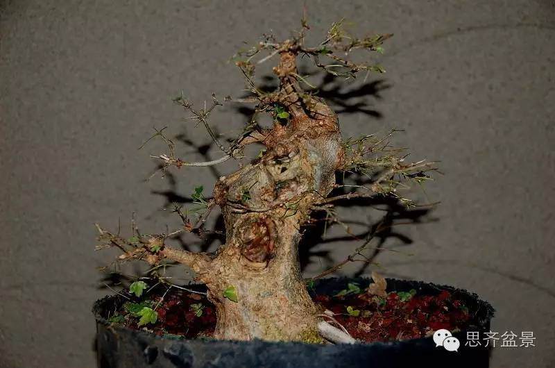 三角枫盆景如何完成蜕变走上展台