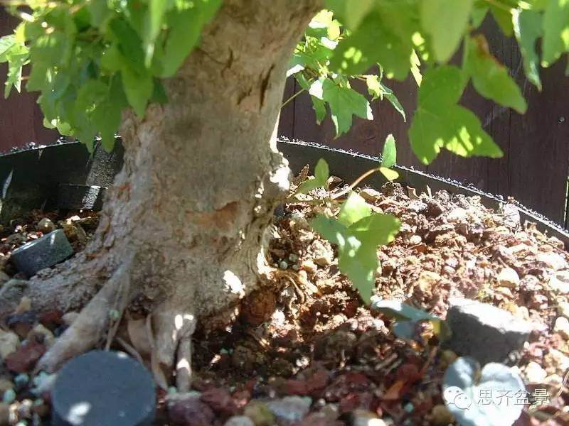 三角枫盆景如何完成蜕变走上展台