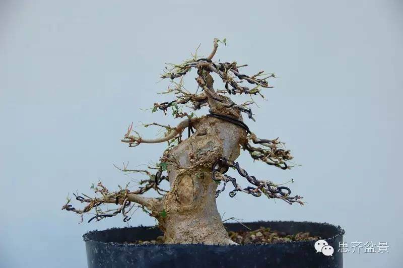 三角枫盆景如何完成蜕变走上展台