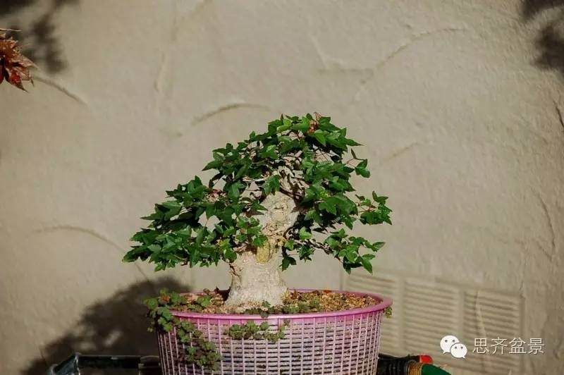 三角枫盆景如何完成蜕变走上展台