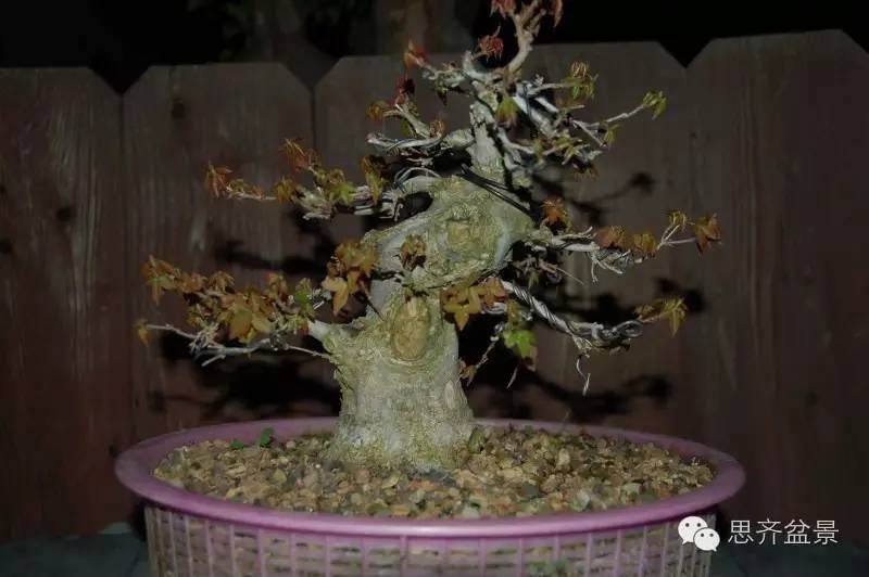 三角枫盆景如何完成蜕变走上展台