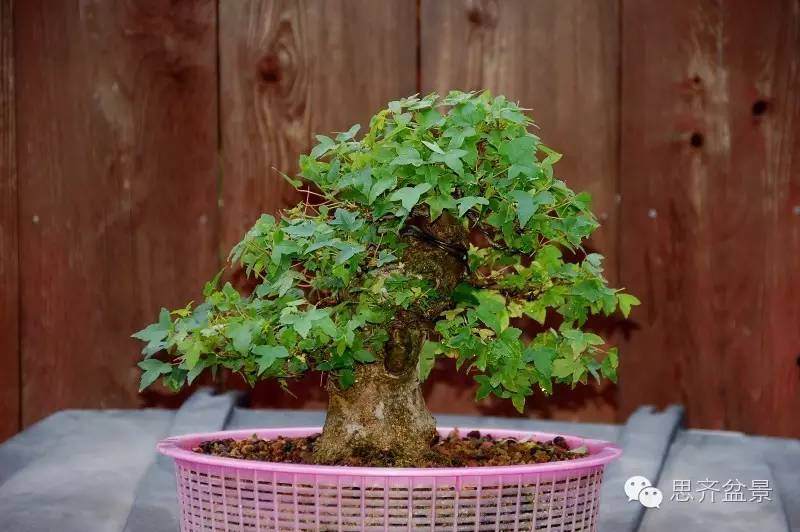 三角枫盆景如何完成蜕变走上展台