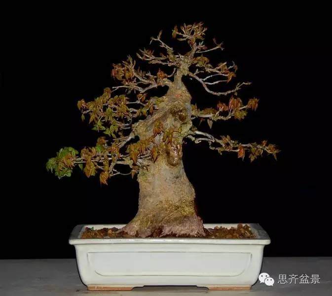 三角枫盆景如何完成蜕变走上展台