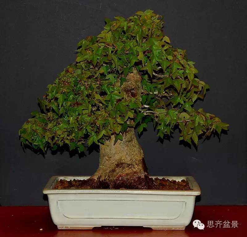 三角枫盆景如何完成蜕变走上展台