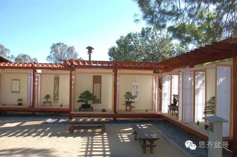 三角枫盆景如何完成蜕变走上展台