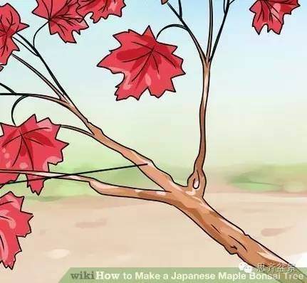 盆景怎么高空压条的简易教程