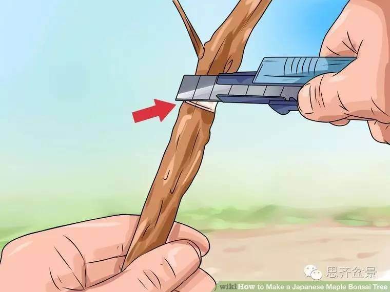 盆景怎么高空压条的简易教程