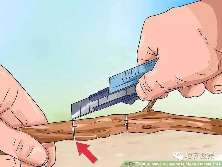 盆景怎么高空压条的简易教程