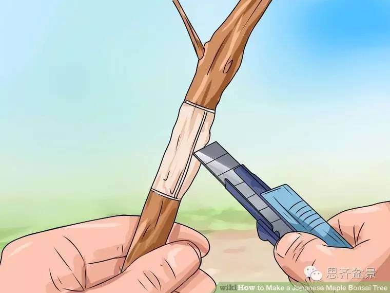 盆景怎么高空压条的简易教程