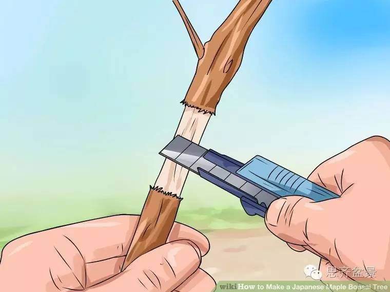 盆景怎么高空压条的简易教程