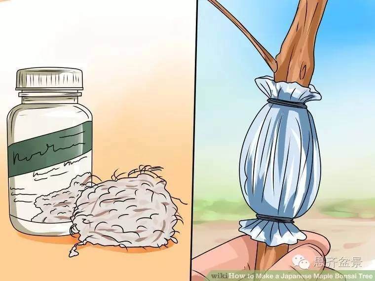 盆景怎么高空压条的简易教程