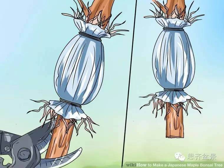 盆景怎么高空压条的简易教程