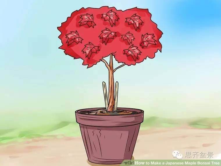 盆景怎么高空压条的简易教程