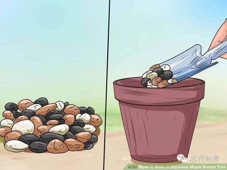 盆景怎么高空压条的简易教程