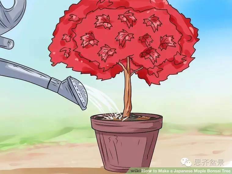 盆景怎么高空压条的简易教程