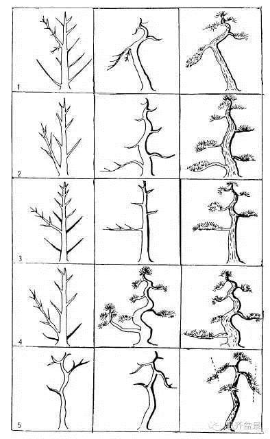 各种树形盆景怎么造型的图谱