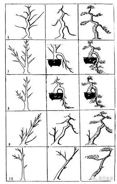 各种树形盆景怎么造型的图谱