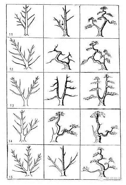 各种树形盆景怎么造型的图谱