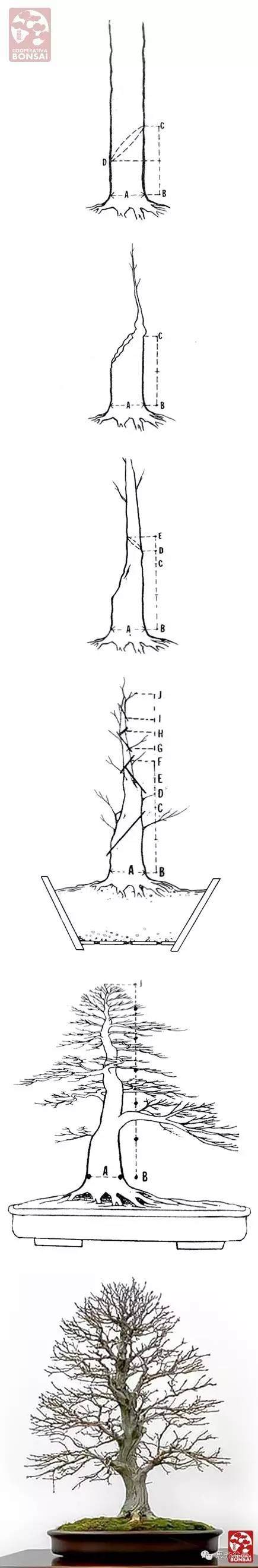 一张图教你 盆景如何从无到有蓄截主干