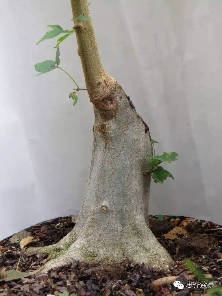 一张图教你 盆景如何从无到有蓄截主干