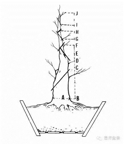 一张图教你 盆景如何从无到有蓄截主干