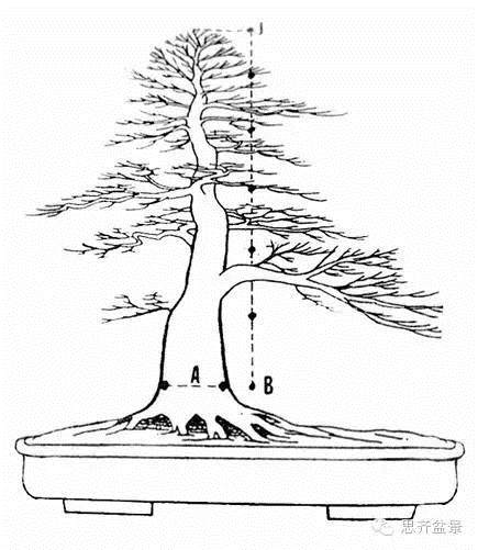 盆景学堂 | 一张图教你如何从无到有蓄截主干