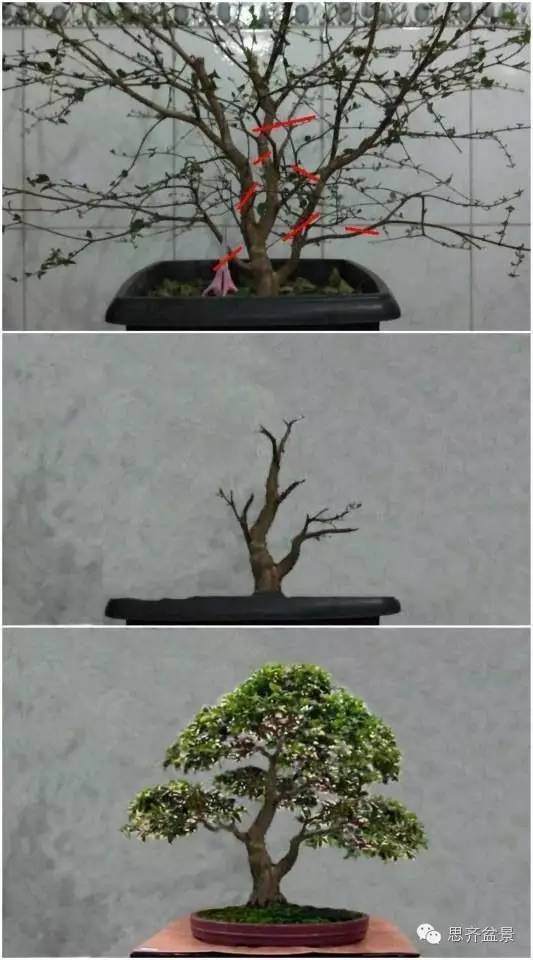 盆景学堂 | 一张图教会你如何裁桩?
