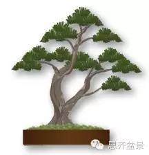 盆景学堂 | 一张图教会你如何裁桩?