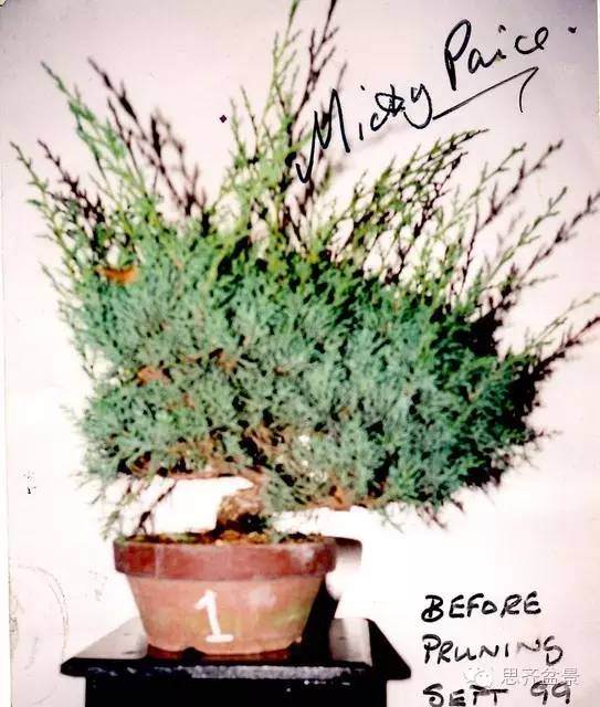 成长日记 | 一棵小柏盆景的前世今生