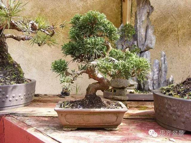 成长日记 | 一棵小柏盆景的前世今生